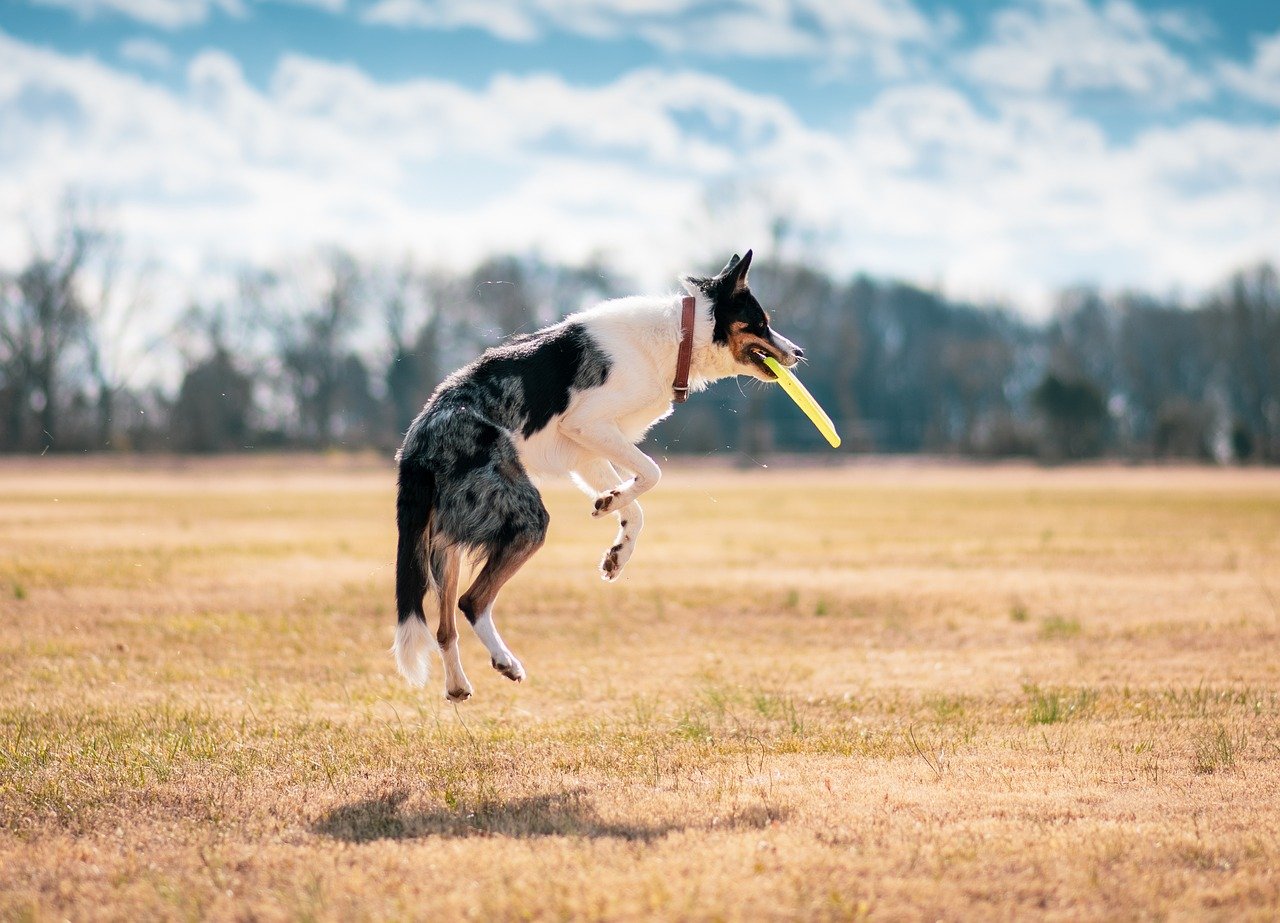 How to Keep Your Pets Active Indoors